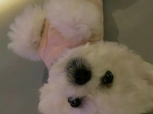 【G公式】東方神起_チャンミン(MAX)、美容ヘトゲ～～～🐶 #個ピーカブー  