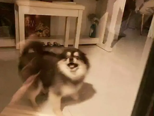 【G公式】Super Junior_イェソン、愛しコミンたとえ私を無視して、両親に行った...🐶   