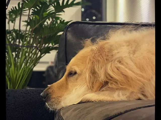 【G公式】CNBLUE_ジョンシン、今までYIREN犬はいなかった
