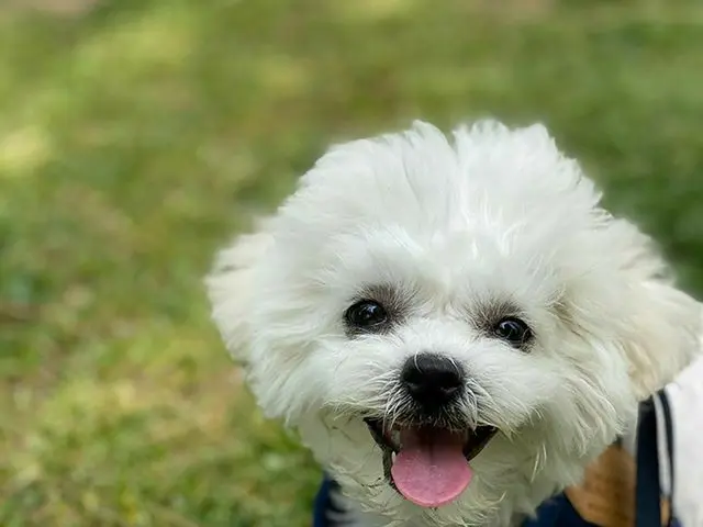 【G公式】東方神起_チャンミン(MAX)、HappySunday🎶🐶   