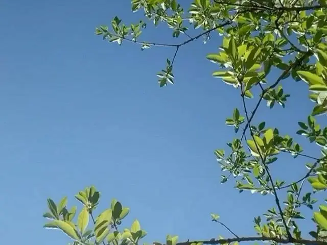 【g公式】Apink_ナウン(NaEun)、🌿   