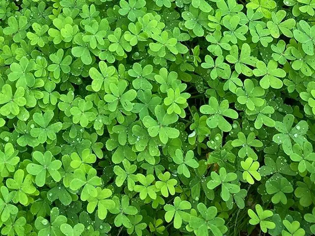 【g公式】女優ソン・ヘギョ、☘️   