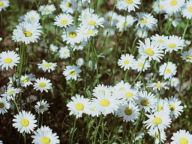 【g公式】RED VELVET_イェリ、🌼🌼🌼   