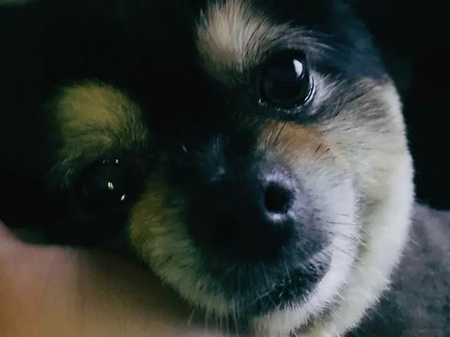 【G公式】Super Junior_イェソン、すっきりしたコミンス🐶   