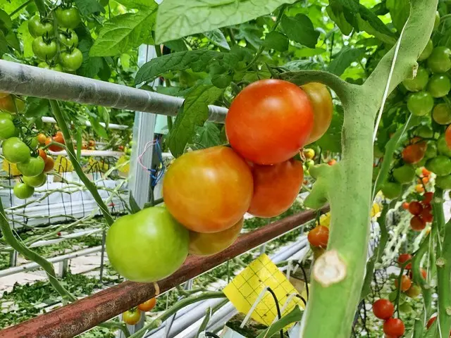 【t公式】fromis_9、[❓ #fromis_9]板f   #来週_火曜日に追加会いましょう