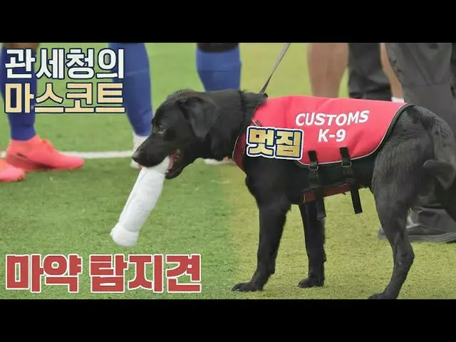 【公式jte】 (関税マスコット🐶)麻薬探知犬」ACE_ 」が示す違法薬物の検出⛔団結蹴る(jtbcsoccer)63回  