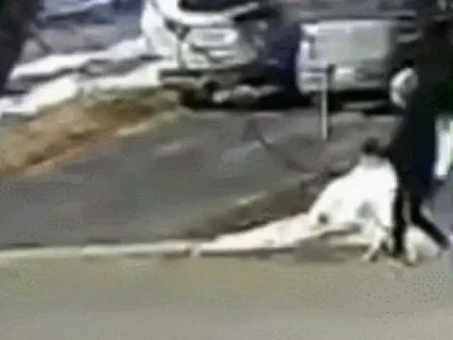 飼い主の命を救ったカナダのワンちゃんが韓国で話題