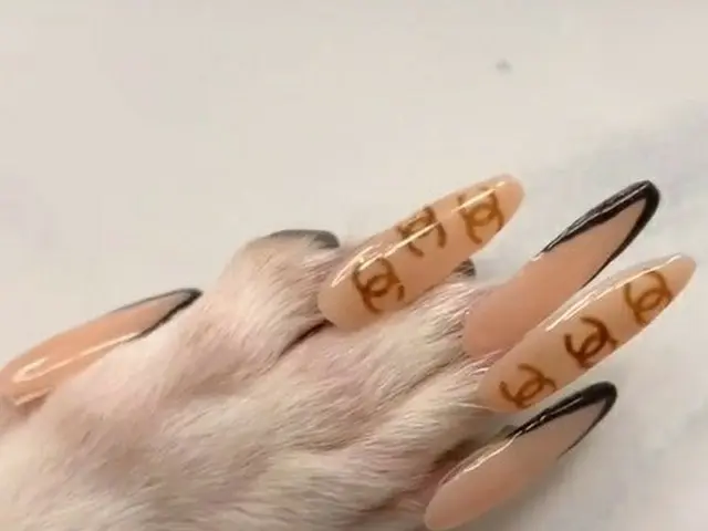 愛犬にネイルチップ＆つけまつげ