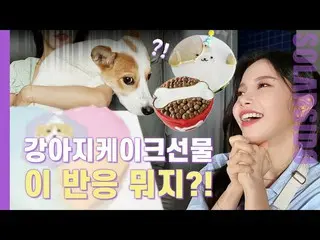 【t公式】MAMAMOO、[ #ソーラー]ギョンセン最初の犬ケーキを見た...反応がふふふ🔗 #MAMAMOO #Solar #ソーラー試み  