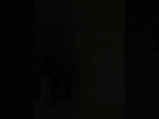 米国で赤ちゃんが階段を上らないように懸命に阻止して守るワンちゃんが韓国でも話題に