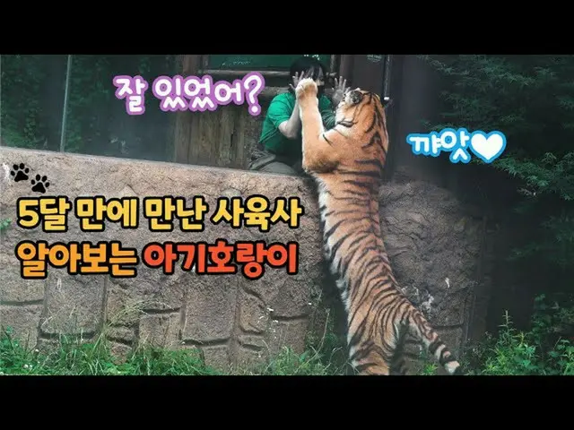 韓国・エバーランドのタイガーバレーのトラ、5か月ぶりに会った飼育員に大喜びする姿が話題に