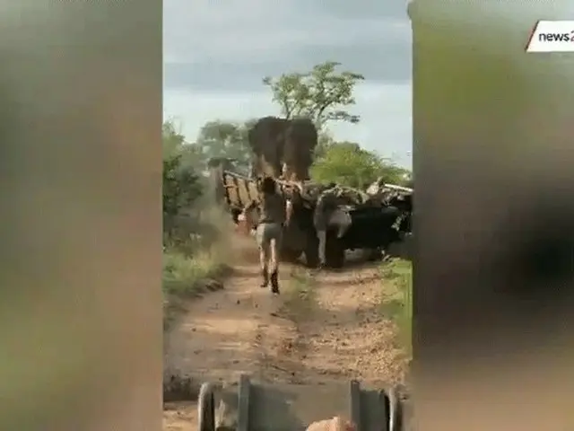 南アフリカの野生動物保護区域で繁殖期と見られる雄の象がサファリカートを襲撃