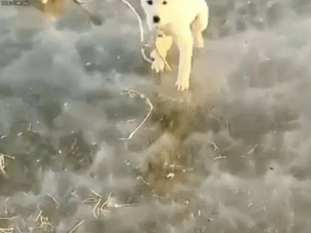 韓国で元日に子犬一匹が石に縛られたまま凍りついた川に捨てられる事件発生