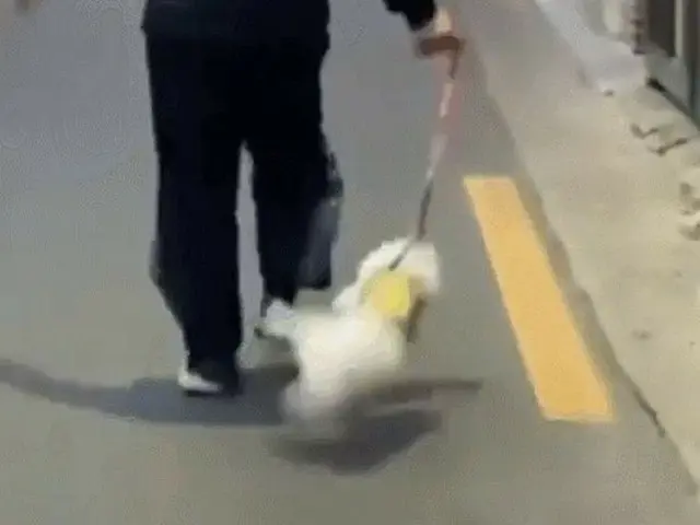 韓国の80代男が路上で飼い犬のリードを振り回すなど虐待容疑で検察に送致された