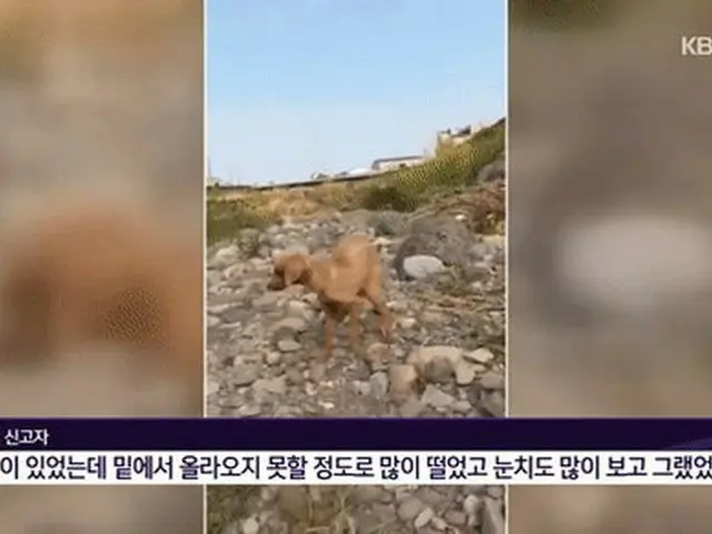 韓国済州市で、鼻だけ除いて生き埋めにされていたやせ細ったプードルが救助される