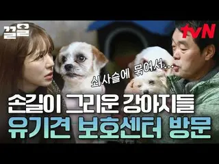 【公式tvn】 1年有機犬数20～30万匹推定😢 有機された動物たちを保護中のセンターに訪問したユン・ウネ_  |会話が必要なもの  