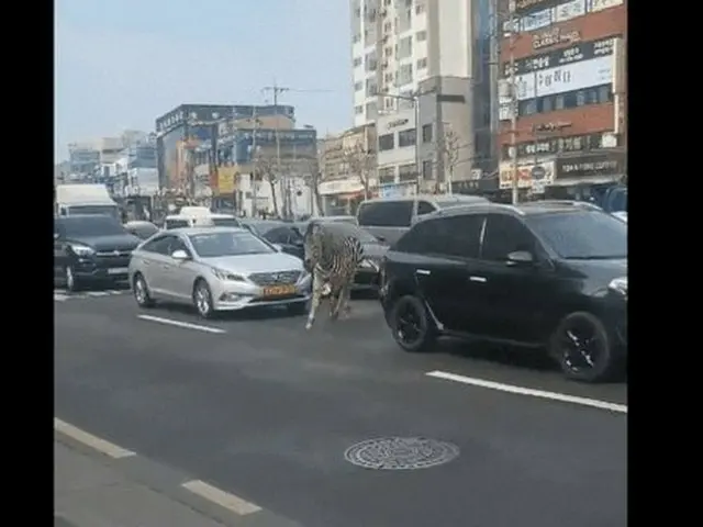 ソウルのど真ん中を走るシマウマ