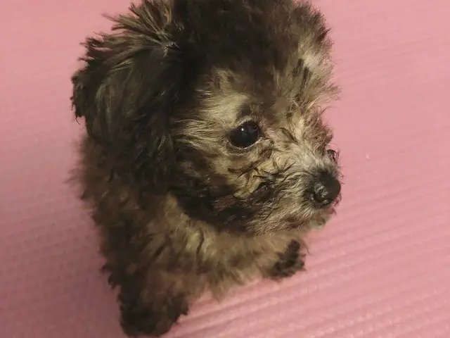 少女時代 テヨン、愛犬ZEROへの「冤罪」が晴れる