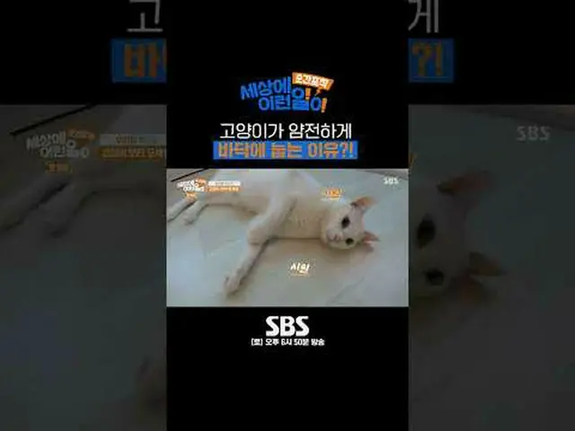 SBS「瞬間捕獲世界にYIREN事が」 ☞[土]午後6時50分 #世界のYIRENの仕事 #奇妙な話 #猫 #マッサージ▶ Subscribe NOW_ ! S