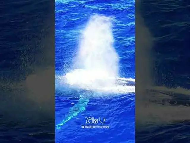 SBSスペシャル「クジラと私」 ☞11月18日[土]夜11時5分初放送#SBSスペシャル #クジラワナ #WhalesandI #ハン・ジミン_  #パク・ヘス