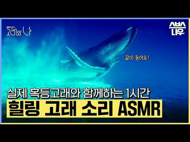 SBSスペシャル「クジラと私」 ☞11月18日[土]夜11時5分初放送#SBSスペシャル #クジラワナ #WhalesandI #ハン・ジミン_  #パク・ヘス