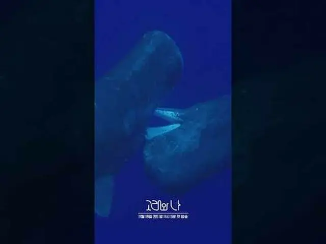 SBSスペシャル「クジラと私」 ☞11月18日[土]夜11時5分初放送#SBSスペシャル #クジラワナ #WhalesandI #ハン・ジミン_  #パク・ヘス