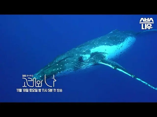 SBSスペシャル「クジラと私」 ☞11月18日[土]夜11時5分初放送#SBSスペシャル #クジラワナ #WhalesandI #ハン・ジミン_  #パク・ヘス
