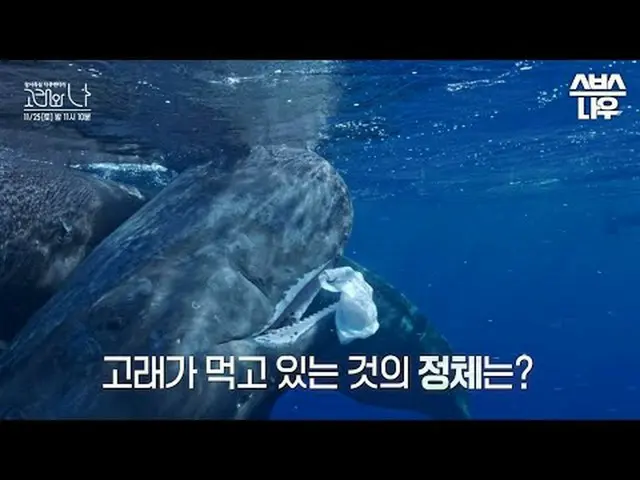 SBSスペシャル「クジラと私」 ☞パート2 [土]夜11時10分放送#SBSスペシャル #クジラワナ #WhalesandI #ハン・ジミン_  #パク・ヘス(