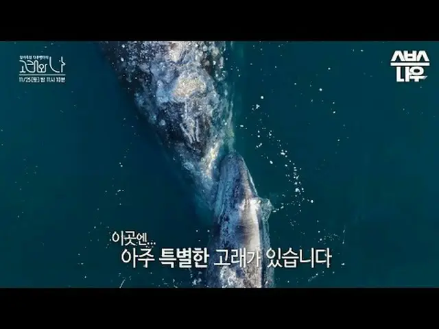 SBSスペシャル「クジラと私」 ☞パート2 [土]夜11時10分放送#SBSスペシャル #クジラワナ #WhalesandI #ハン・ジミン_  #パク・ヘス(