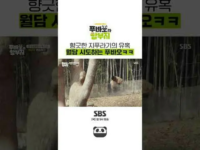 SBS「フバオと分割」 ☞[木]夜9時放送 #フバオと割引場所 #フバオ #カンバオ #カンチョルウォン #チョン・ヒョンム #チャン・ドヨン▶ Subscri