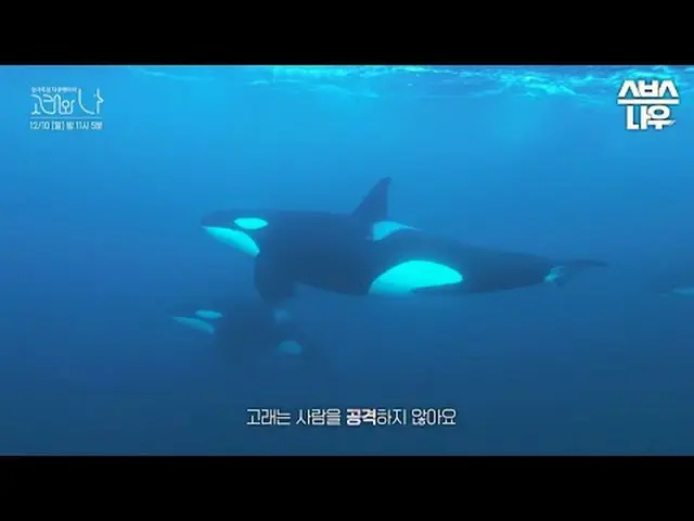 SBSスペシャル「クジラと私」 ☞パート4 [土]夜11時5分放送#SBSスペシャル #クジラワナ #WhalesandI #ハン・ジミン_  #パク・ヘス(男