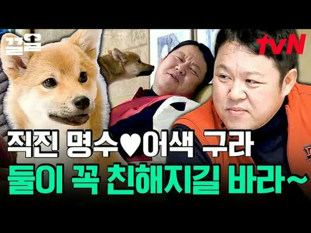 テレビでストリーミング:  #tvN #会話が必要な犬 # tvN レジェンドバラエティ引き上げ～アップ↗↗ #テレビでストリーミング