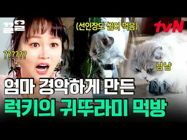 テレビでストリーミング:  #tvN #会話が必要な犬 # tvN レジェンドバラエティ引き上げ～アップ↗↗ #テレビでストリーミング