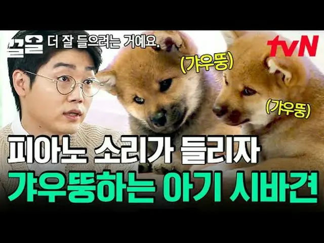 テレビでストリーミング:  #tvN #会話が必要な犬 # tvN レジェンドバラエティ引き上げ～アップ↗↗ #テレビでストリーミング
