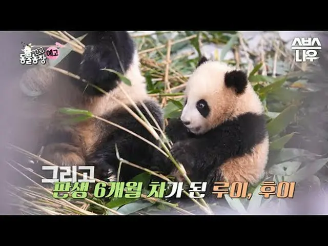 SBS [TV動物農場] ☞[日]午前9時30分#TV動物農場 #AnimalFarm #フバオ #ルイ #フイ #双子バオ #パンダ▶ Subscribe N