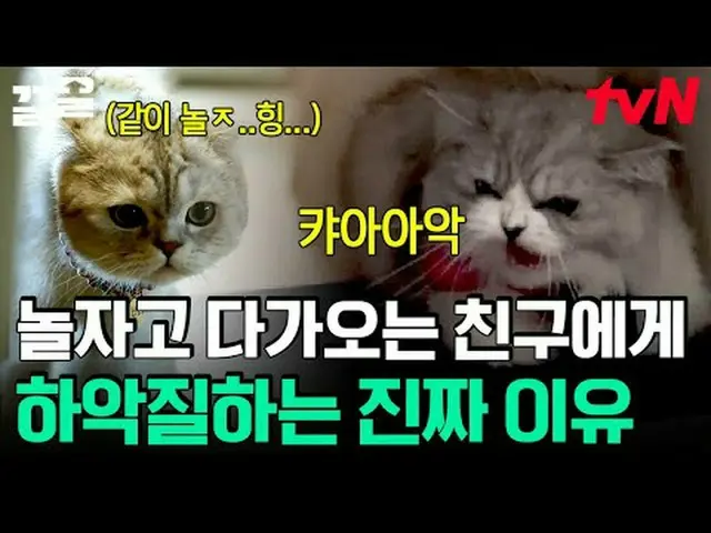 テレビでストリーミング:  #tvN #会話が必要な犬 # tvN レジェンドバラエティ引き上げ～アップ↗↗ #テレビでストリーミング