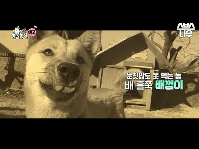 SBS [TV動物農場] ☞[日]午前9時30分#TV動物農場 #AnimalFarm #ダングチ #ボブ #戦争▶ Subscribe NOW_ ! SBS 