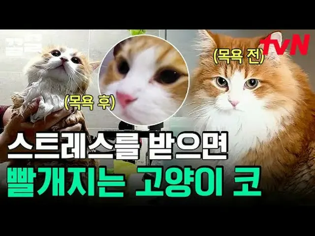 テレビでストリーミング:  #tvN #会話が必要な犬 # tvN レジェンドバラエティ引き上げ～アップ↗↗ #テレビでストリーミング