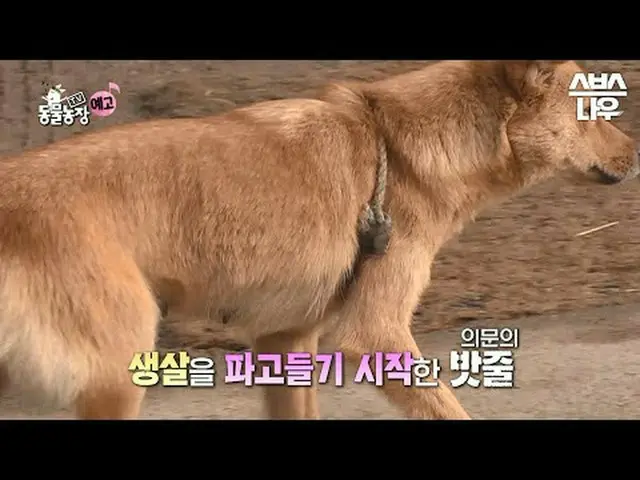 SBS [TV動物農場] ☞[日]午前9時30分#TV動物農場 #AnimalFarm #子犬 #マグロ▶ Subscribe NOW_ ! SBS NOW_ 