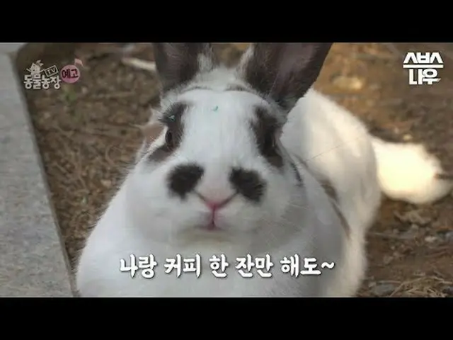 SBS [TV動物農場] ☞[日]午前9時30分#TV動物農場 #AnimalFarm #ウサギ #子犬▶ Subscribe NOW_ ! SBS NOW_ 