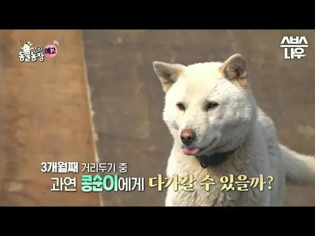SBS [TV動物農場] ☞[日]午前9時30分#TV動物農場 #AnimalFarm #子犬 #コンスーン▶ Subscribe NOW_ ! SBS NOW