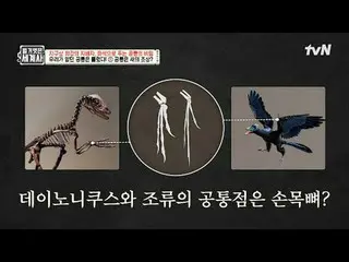 テレビでストリーミング:

 151回|地球上最強の支配者、化石で解く恐竜の秘密

〈裸の世界史〉
 [火]夜10:10 tvN放送

 #裸の世界史 #ウンジ