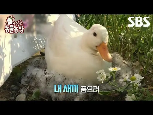 #シン・ドンヨプ #チョン・ソニ(チョン・ソンヒ)_  #トニー・アン(HOT)_  #ジョイ #アヒル#TV動物農場 #AnimalFarm #予告SBS「テ