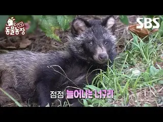 #シン・ドンヨプ #チョン・ソニ(チョン・ソンヒ)_  #トニー・アン(HOT)_  #TV動物農場 #AnimalFarm #予告SBS「テレビ動物農場」 ☞