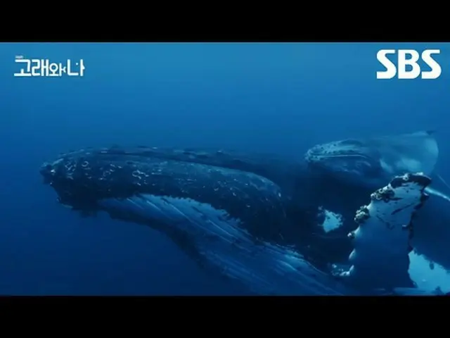 #酷クジラ #香鯨 #ベルーガ #ボリョラ #ハン・ジミン_  #パク・ヘス(男優)_   #SBSスペシャル #クジラワナ #クジラワナ劇場版 #Whales