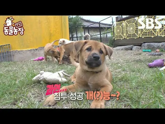 #シン・ドンヨプ #チョン・ソニ(チョン・ソンヒ)_  #トニー・アン(HOT)_  #TV動物農場 #AnimalFarm #予告SBS「テレビ動物農場」 ☞