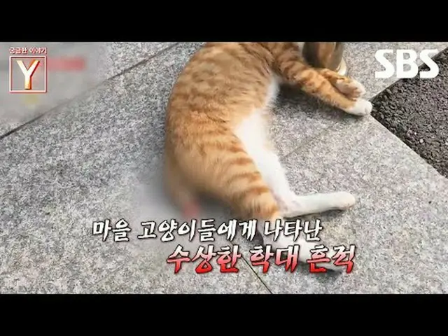 #猫 #動物虐待#SBS教養 #気になる話Y #YStory #気になる話Y 予告SBS「気になる話Y」 ☞[金]夜9時Copyright Ⓒ SBS. All
