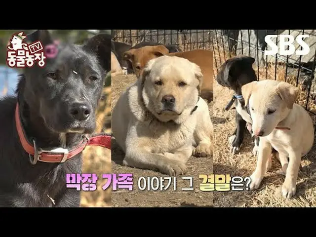 #シン・ドンヨプ #チョン・ソニ(チョン・ソンヒ)_  #トニー・アン(HOT)_  #ジョイ#TV動物農場 #AnimalFarm #予告SBS「テレビ動物農