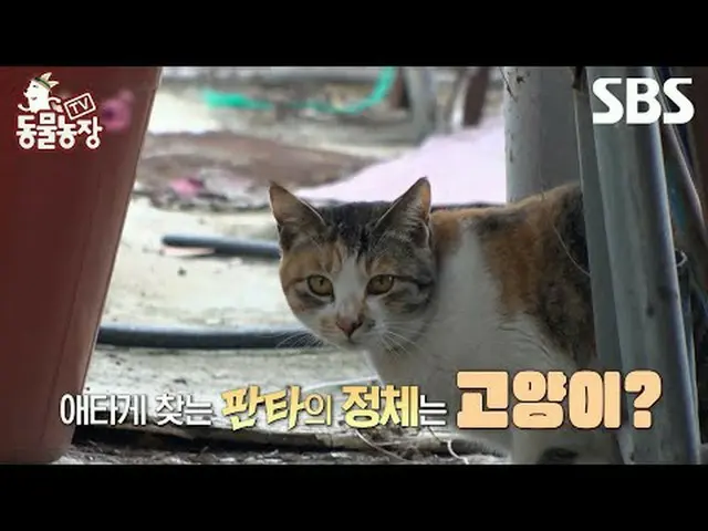 #シン・ドンヨプ #チョン・ソニ(チョン・ソンヒ)_  #トニーアン(HOT)_  #ジョイ #猫 #構造#TV動物農場 #AnimalFarm #予告SBS「