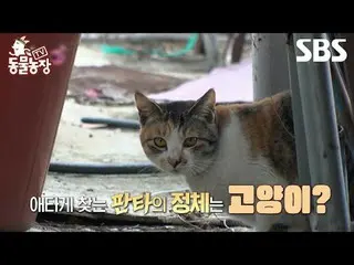 #シン・ドンヨプ #チョン・ソニ(チョン・ソンヒ)_  #トニーアン(HOT)_  #ジョイ #猫 #構造#TV動物農場 #AnimalFarm #予告SBS「